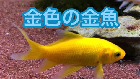 金色 金魚
